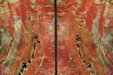 Tall, Arizona Petrified Wood Bookends - Arizona #180245-2